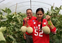 สุรินทร์ รุ่งวิตรี พี่สอนน้องปลูกเมล่อนที่สุพรรณบุรี