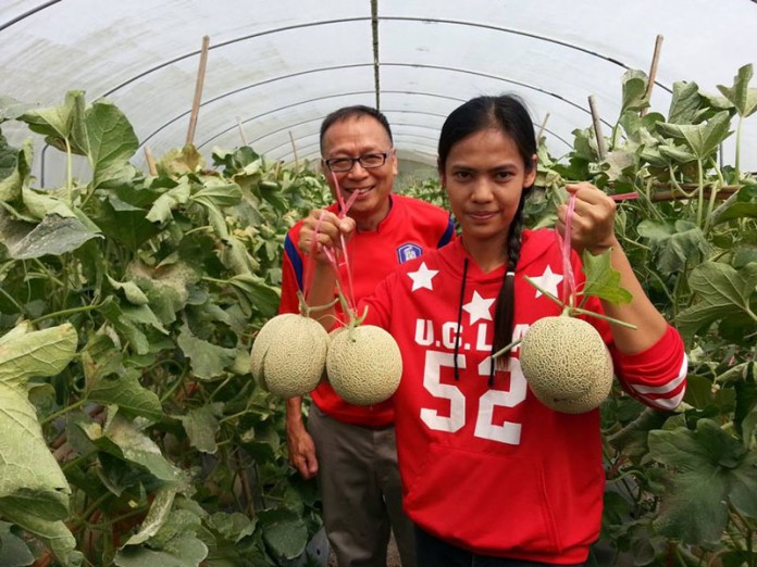 สุรินทร์ รุ่งวิตรี พี่สอนน้องปลูกเมล่อนที่สุพรรณบุรี