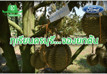 “ทุเรียนครบุรี” ขายยกสวน 300 ต้นเกลี้ยง...แม้แต่เจ้าของแทบไม่ได้กิน!!