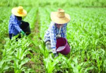 ผ่าโจทย์หลัก “โครงการไทยนิยม ยั่งยืน” กระทรวงเกษตรวางเป้าเกษตรกรได้ประโยชน์ 4.3 ล้านคน