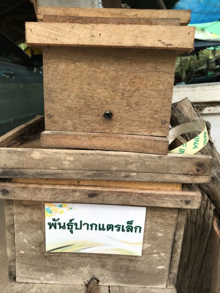 ชันโรง ผึ้งจิ๋วกามเทพ ช่วยผสมเกสรไม้ผล ลูกดกผลผลิตเพิ่ม