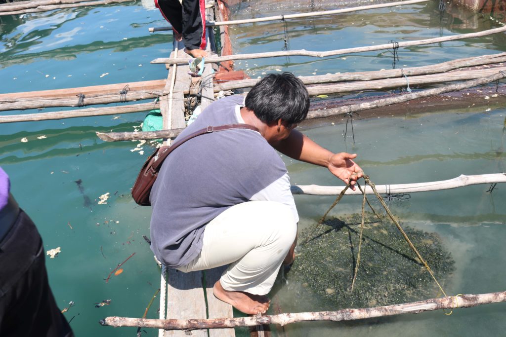 กระชังปลา ที่ใช้เพาะเลี้ยงสาหร่ายพวงองุ่่น