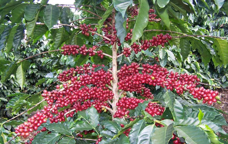 กาแฟ หนึ่งในสินค้าเกษตรเป้าหมาย