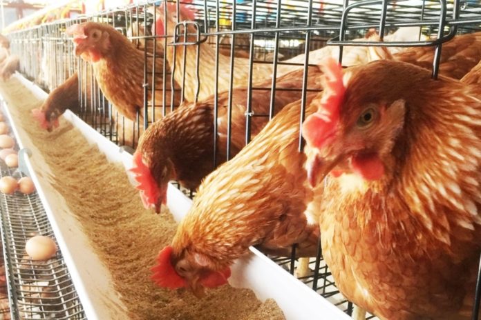 รมว.เกษตรฯ ปลื้ม ผู้เลี้ยงไก่ไข่พอใจ!! มาตรการรักษาเสถียรภาพราคาไข่ไก่ได้ผล