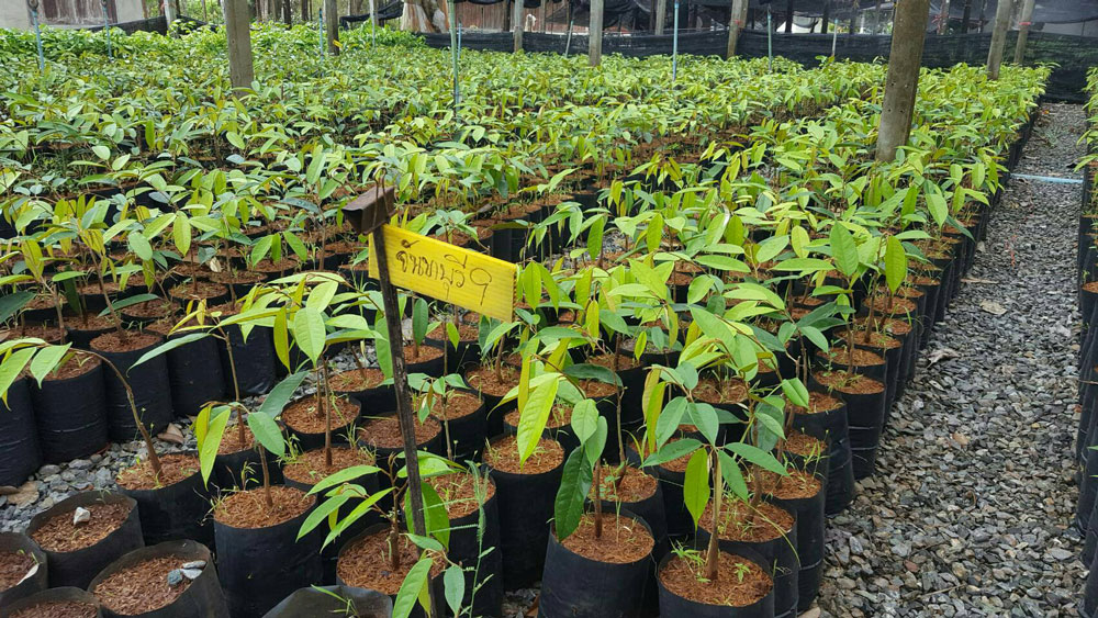 ทุเรียนพันธุ์ดี ศูนย์วิจัยพืชสวนจันทบุรี 