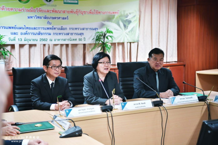 วิจัยและพัฒนากัญชาสายพันธ์ไทยเพื่อใช้ทางการแพทย์ ม.เกษตรฯ เริ่มแล้ว