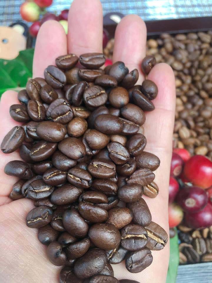 มาอีกแล้วศัตรูพืชตัวใหม่ล่าสุด “มอด”ระบาดหนักไร่กาแฟอะราบิกาแหล่งผลิตสำคัญภาคเหนือ