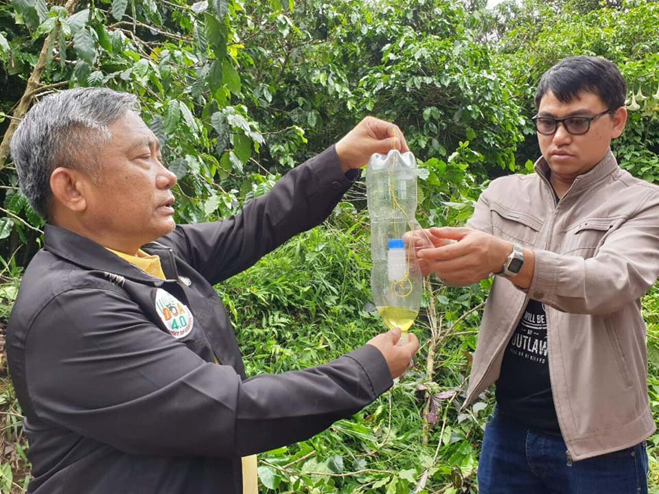 มาอีกแล้วศัตรูพืชตัวใหม่ล่าสุด “มอด”ระบาดหนักไร่กาแฟอะราบิกาแหล่งผลิตสำคัญภาคเหนือ