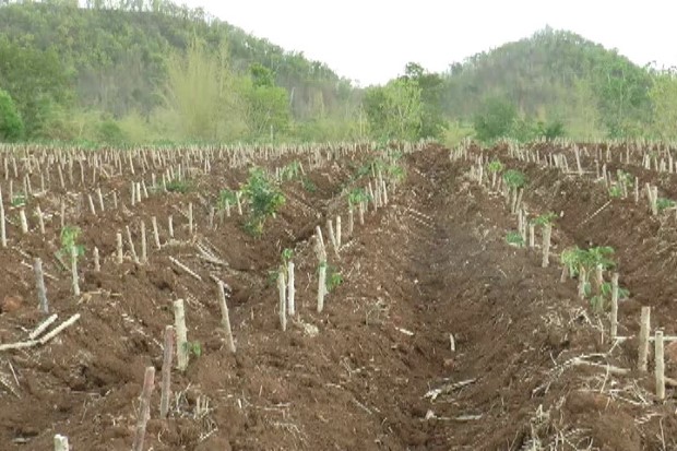 กรมส่งเสริมการเกษตรเผยผลสำรวจพื้นที่เกษตรเสียหายสิ้นเชิงจากแล้ง/ฝนทิ้งช่วงรวมกว่า 2 แสนไร