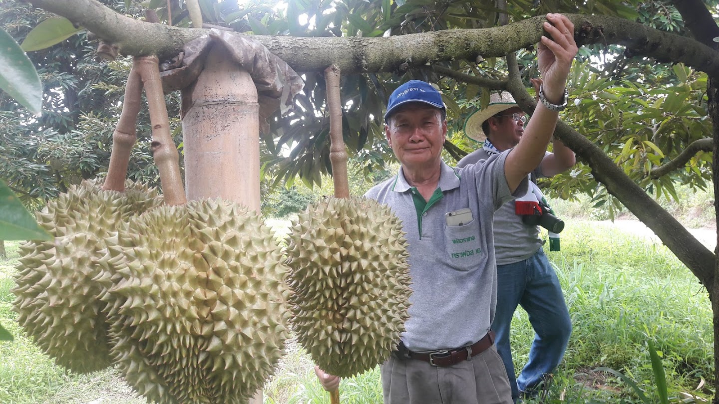 ห้องเรียนการสวน เรื่องการปลูกทุเรียนนอกถิ่น โดย ดร.วีระวุฒิ กตัญญูกุล