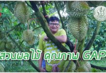 สมชาย บุญเขื่อง Smart Farmer แห่งละอุ่น กับสวนผลไม้ คุณภาพ GAP