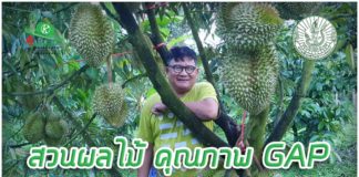 สมชาย บุญเขื่อง Smart Farmer แห่งละอุ่น กับสวนผลไม้ คุณภาพ GAP