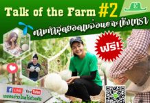 TALK OF THE FARM #2 ปลูกเมล่อนส่งการบินไทย ทำอย่างไร?