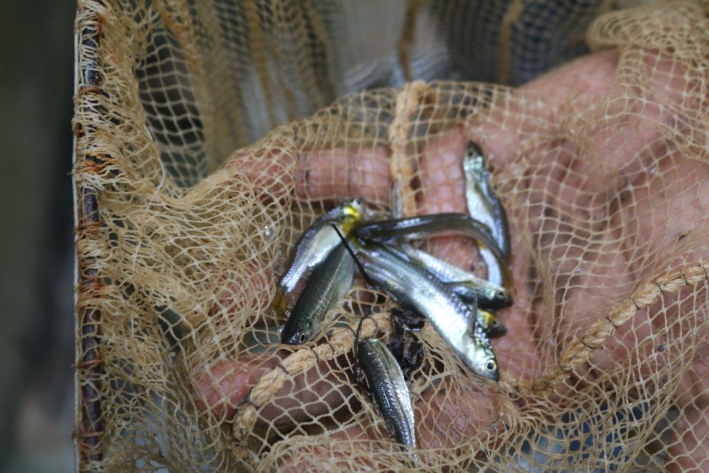 ปลาซิว เกษตรกรลำทับเลี้ยงในสวนปาล์มน้ำมัน เป็นรายได้เสริมในช่วงราคาปาล์มตกต่ำ 