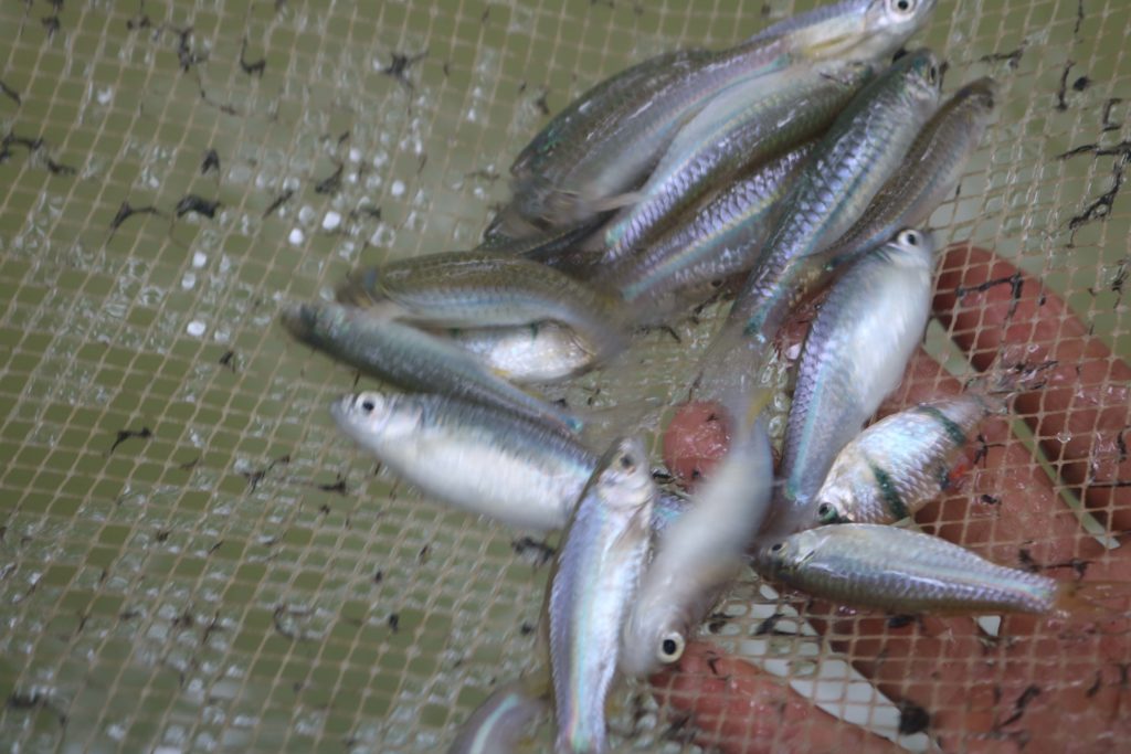 ปลาซิว เกษตรกรลำทับเลี้ยงในสวนปาล์มน้ำมัน เป็นรายได้เสริมในช่วงราคาปาล์มตกต่ำ