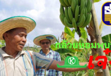 เกษตรผสมผสานที่ไร่ชัยณรงค์ศึก “กล้วยหอมส่งเซเว่นฯ” ฝีมือ เฮียหมู-เจ๊หล้า สอนศรี