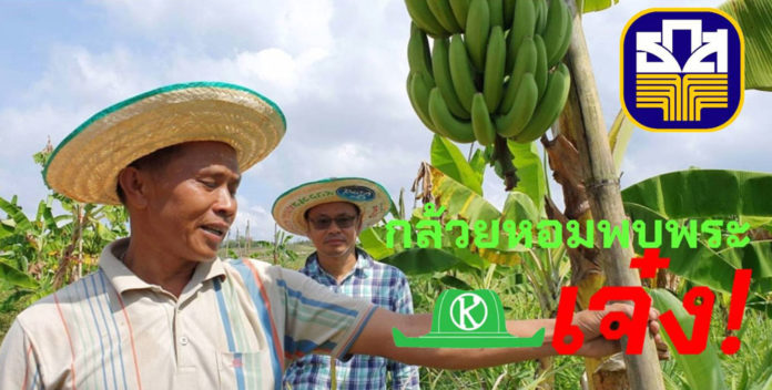 เกษตรผสมผสานที่ไร่ชัยณรงค์ศึก “กล้วยหอมส่งเซเว่นฯ” ฝีมือ เฮียหมู-เจ๊หล้า สอนศรี