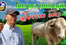 “โคพันธุ์ตาก” สุดยอดโคเนื้อฝีมือคนไทย ร่วมมือธ.ก.ส.พัฒนาอาชีพให้เกษตรกร