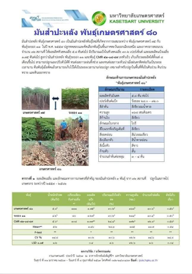 ดูชัดๆ ข้อมูลมันสําปะหลัง “พันธุ์เกษตรศาสตร์ 80” 