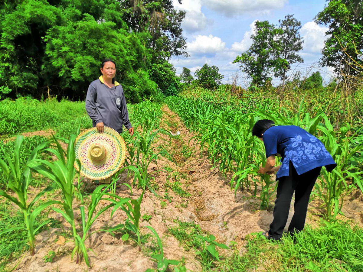 กรมวิชาการ ปรับแผนงบฯถูกปรับลด 