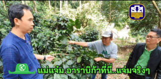 แม่แจ๋ม...ต้นแบบธุรกิจชุมชนท่องเที่ยวของธ.ก.ส. กาแฟอาราบิก้าที่นี่ “แจ่มจริงๆ”