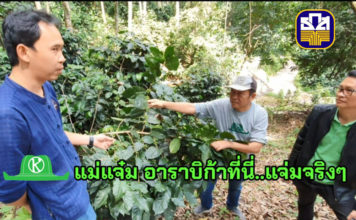 แม่แจ๋ม...ต้นแบบธุรกิจชุมชนท่องเที่ยวของธ.ก.ส. กาแฟอาราบิก้าที่นี่ “แจ่มจริงๆ”