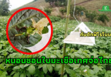 สั่งสกัดเข้มทุกด่าน! หนอนชอนใบมะเขือเทศจ่อชายแดนไทยแล้ว