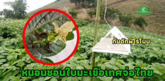 สั่งสกัดเข้มทุกด่าน! หนอนชอนใบมะเขือเทศจ่อชายแดนไทยแล้ว