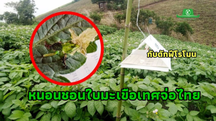 สั่งสกัดเข้มทุกด่าน! หนอนชอนใบมะเขือเทศจ่อชายแดนไทยแล้ว