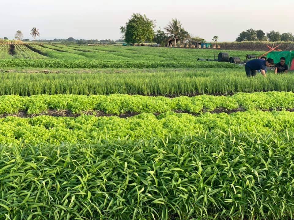 ท่องโลกเกษตร...กับชมรมสื่อเกษตรดิจิทัลและเอสเอ็มไทย...ที่วังน้ำเขียว ไปเที่ยวเก็บเกี่ยวความรู้ ดูดอกไม้สวยๆ พร้อมสร้างเครือข่ายอาชีพเกษตรกัน