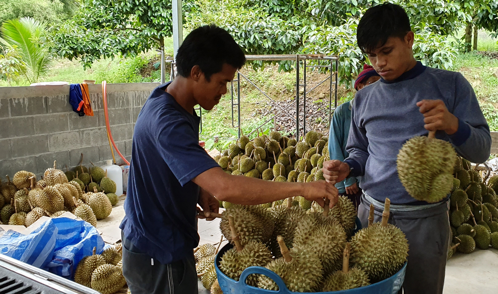 ทุเรียนจะนำโด่งตลอดถึงเก็บเกี่ยวผลผลิตหรือไม่? อยู่ที่สภาพอากาศที่แปรปรวนอาจทำให้ปริมาณผลผลิตเพิ่มขึ้นหรือลดลงได้อีก 