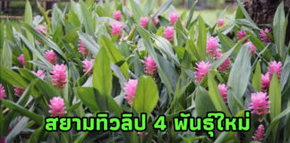 ตะลึงสยามทิวลิป 4 พันธุ์ใหม่สายสวยสะกดสาย ตาชาวไทยและต่างชาติ