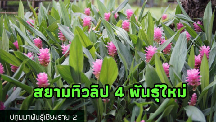 ตะลึงสยามทิวลิป 4 พันธุ์ใหม่สายสวยสะกดสาย ตาชาวไทยและต่างชาติ