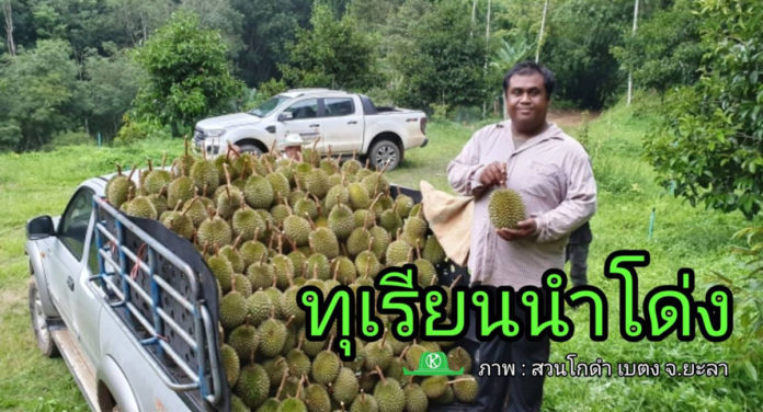 พยากรณ์ไม้ผลภาคใต้ รอบแรก “ทุเรียนนำโด่ง” ผลผลิตรวมชุกกว่าปีก่อน