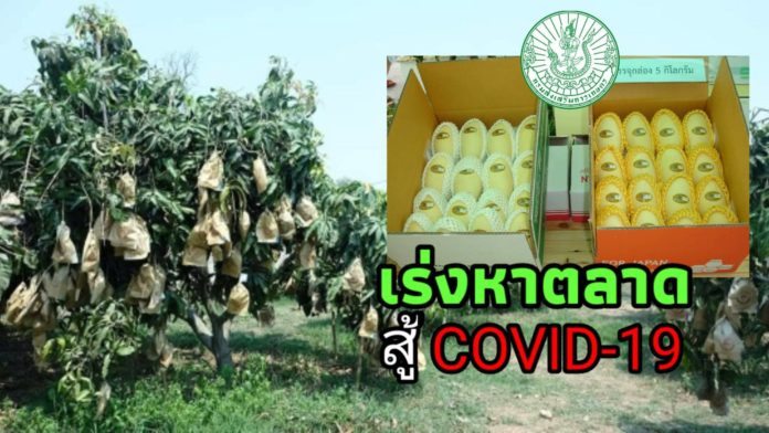 เกษตรฯ เร่งหาตลาดและแนวทางรองรับผลผลิตช่วยเหลือเกษตรกรที่ได้รับผลกระทบจาก COVID-19