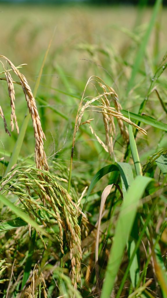 กรมส่งเสริมการเกษตรเตือนเพลี้ยกระโดดสีน้ำตาลระบาดในนาข้าวช่วงแล้ง 