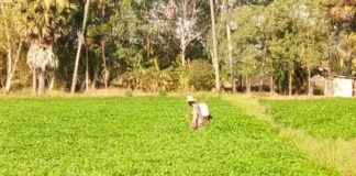 หวั่นภัยแล้งกระทบ เกษตรกรราชบุรี ปลูกถั่วลิสงแทนข้าวนาปรัง ลดความเสี่ยง แถมให้ผลตอบแทนสูง