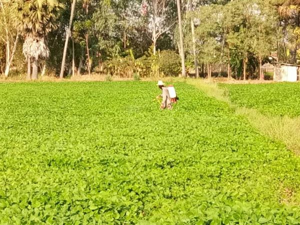 หวั่นภัยแล้งกระทบ เกษตรกรราชบุรี ปลูกถั่วลิสงแทนข้าวนาปรัง ลดความเสี่ยง แถมให้ผลตอบแทนสูง