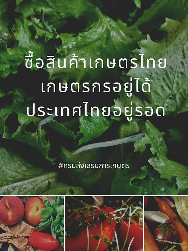 ซื้อสินค้าเกษตรไทย เกษตรกรอยู่ได้ ประเทศไทยอยู่รอด