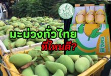 เชิญชวนคนไทยอุดหนุนมะม่วงสู้ COVID-19 เกษตรฯชี้เป้ามะม่วงแปลงใหญ่ทั่วประเทศ