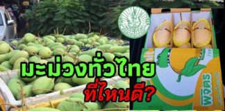 เชิญชวนคนไทยอุดหนุนมะม่วงสู้ COVID-19 เกษตรฯชี้เป้ามะม่วงแปลงใหญ่ทั่วประเทศ