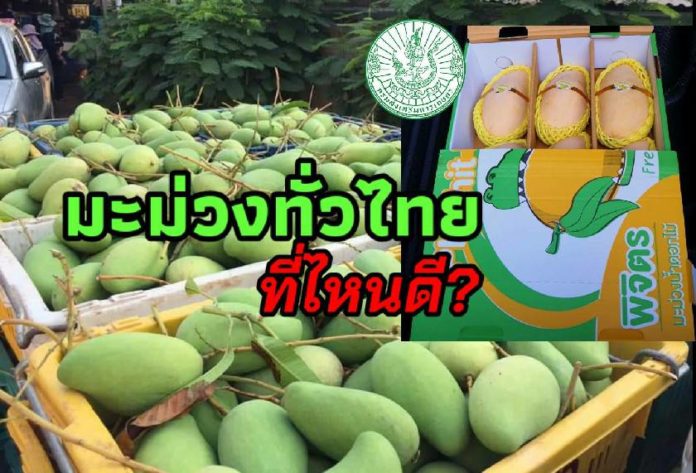 เชิญชวนคนไทยอุดหนุนมะม่วงสู้ COVID-19 เกษตรฯชี้เป้ามะม่วงแปลงใหญ่ทั่วประเทศ