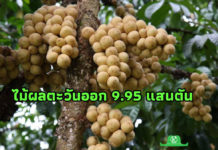 เผยตัวเลขไม้ผลตะวันออก ปี 63 ผลผลิตรวมกว่า 9.95 แสนตัน ตลาดส่งออกต้องจับตาโควิด 19