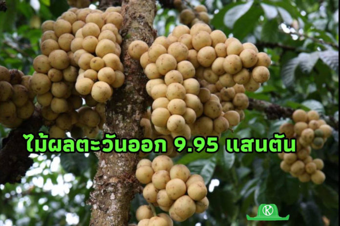 เผยตัวเลขไม้ผลตะวันออก ปี 63 ผลผลิตรวมกว่า 9.95 แสนตัน ตลาดส่งออกต้องจับตาโควิด 19