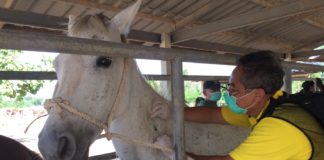 ปศุสัตว์ ร่วมจังหวัดเพชรบุรีประเดิมฉีดวัคซีนป้องกันโรคกาฬโรคแอฟริกาในม้า แห่งแรกของประเทศไทย ที่สถานเสาวภา ปกป้องชีวิตม้า 560 ตัว เพื่อคุ้มครองชีวิตคน