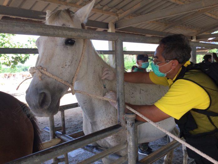 ปศุสัตว์ ร่วมจังหวัดเพชรบุรีประเดิมฉีดวัคซีนป้องกันโรคกาฬโรคแอฟริกาในม้า แห่งแรกของประเทศไทย ที่สถานเสาวภา ปกป้องชีวิตม้า 560 ตัว เพื่อคุ้มครองชีวิตคน