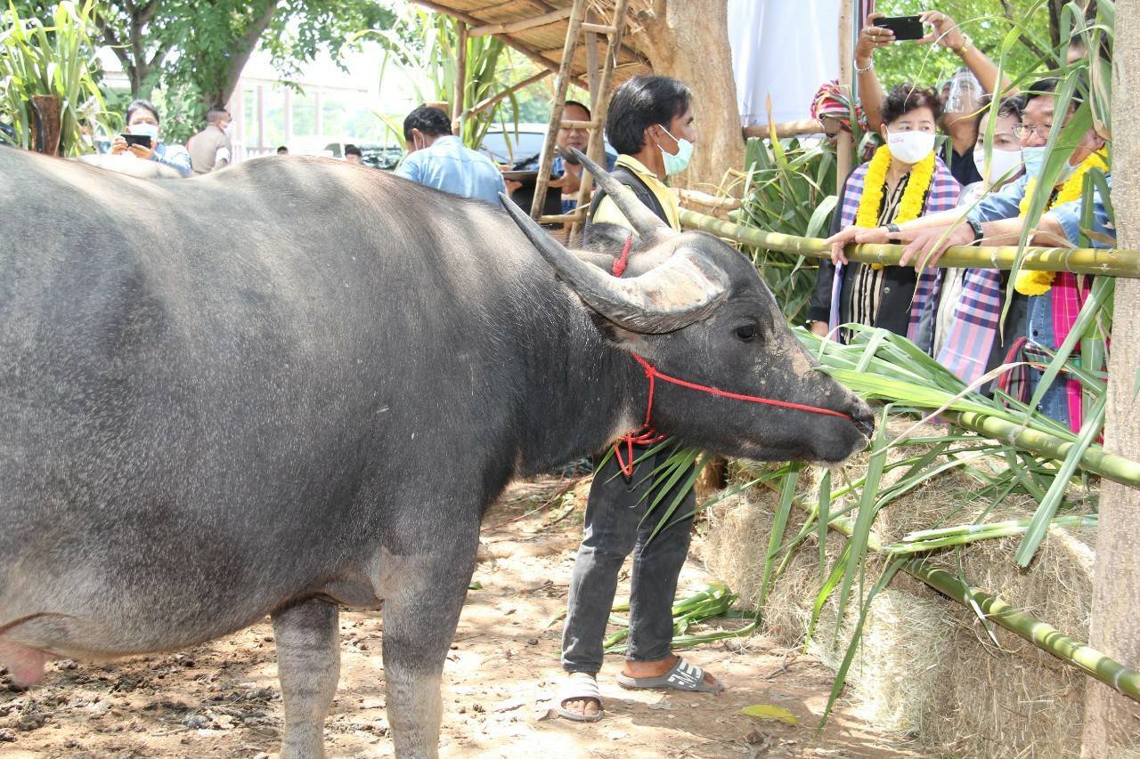 รมช.ประภัตร เดินสายลุย 4 อำเภอ เมืองย่าโม มอบเมล็ดพันธุ์ข้าว