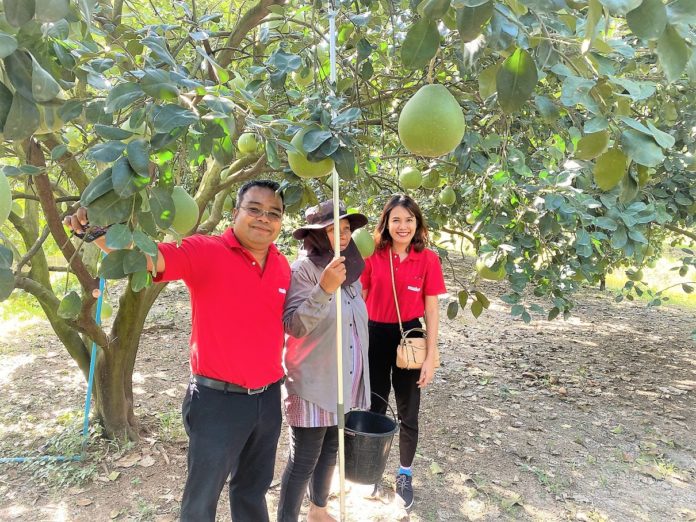 วิสาหกิจชุมชนเกาะทวดฯ จับมือ แม็คโคร ฝ่าโควิด-19 ส่งผักปลอดภัย ส้มโอดัง จากชาวสวนและโรงเรียนในพื้นที่ ขึ้นห้าง