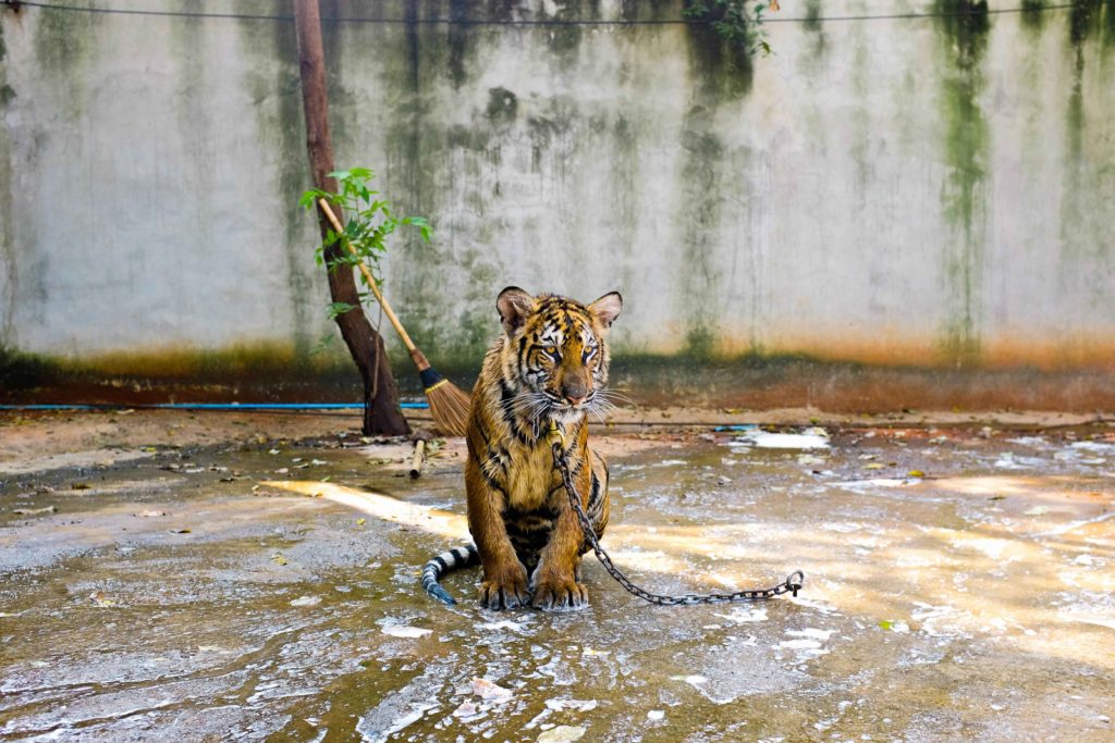 องค์กรพิทักษ์สัตว์ฯ เดินหน้าโครงการยุติการผสมพันธุ์เสือในกรงเลี้ยง ในอุตสาหกรรมการท่องเที่ยว ชี้เป็นการทรมานสัตว์และไม่ใช้การอนุรักษ์ที่แท้จริง