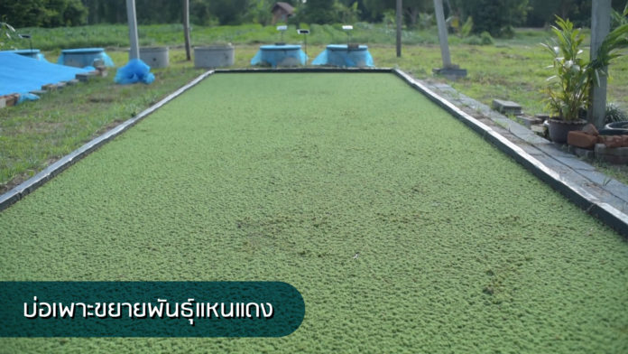 แหนแดงคว้าแชมป์ปุ๋ยพืชสดให้ธาตุอาหารสูงแซงพืชตระกูลถั่ว